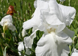 011 - barbara walther